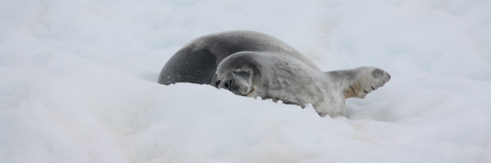 Wilhelmina Bay – Jan. 2nd (Morning)