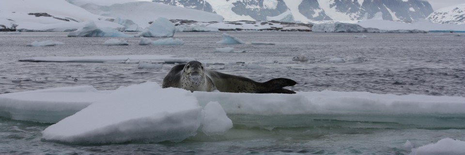 Pleneau Bay & Polar Plunge – Jan. 4th (Afternoon)