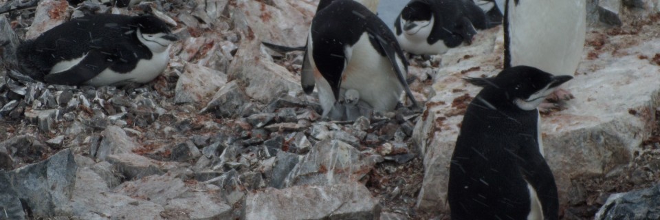 Orne Harbor – Jan. 5th (Afternoon)