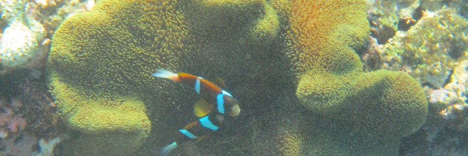 Great Barrier Reef – Mar. 29th – 31st