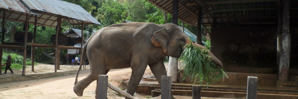 Chiang Mai – May 17th – 22nd