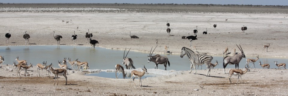 Etosha National Park – June 12th – 13th